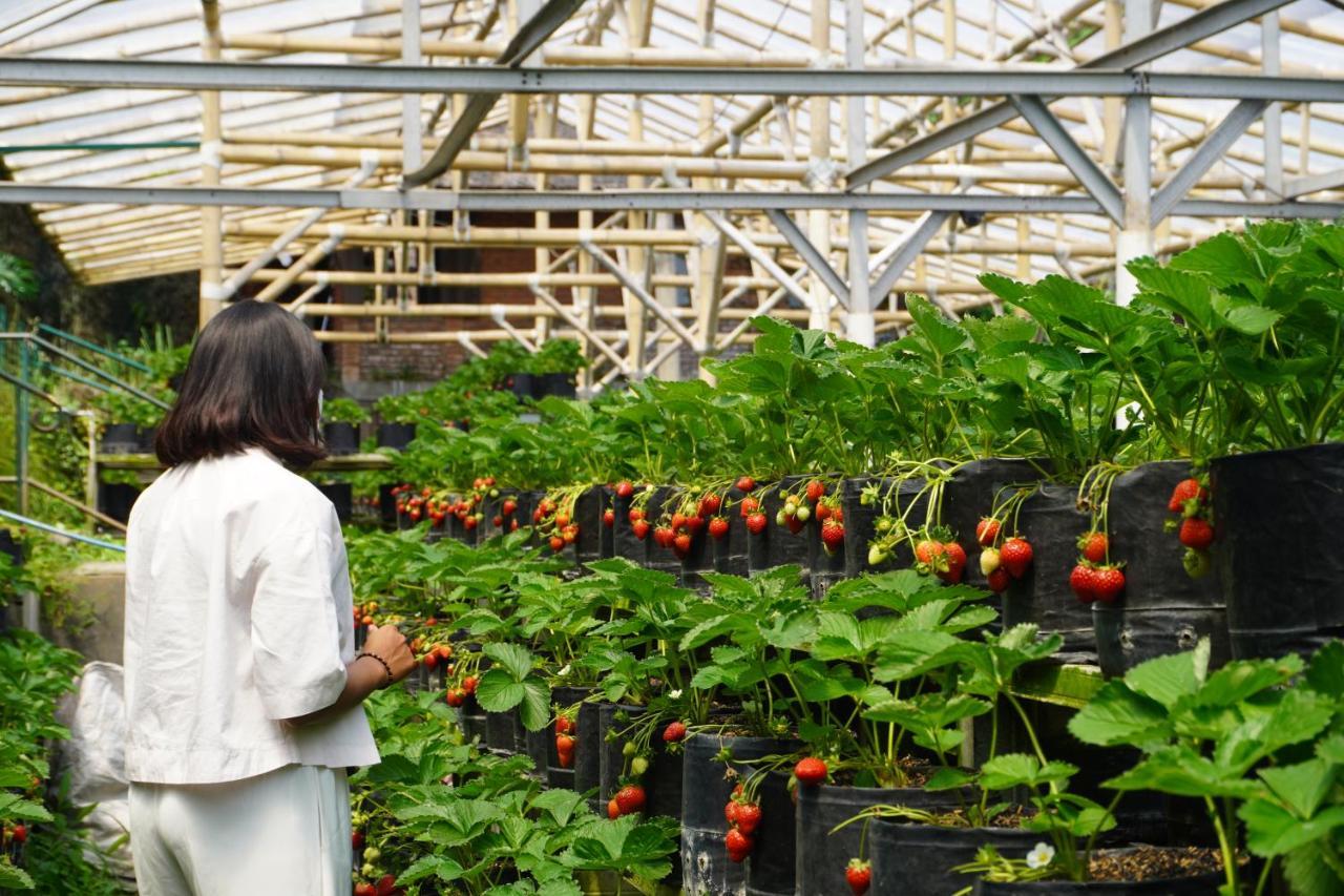 Rumah Stroberi Organic Farm & Family Lodge Lembang Εξωτερικό φωτογραφία
