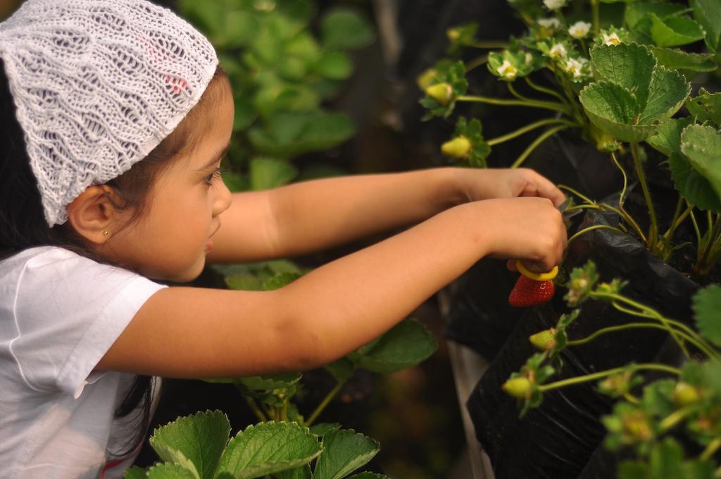 Rumah Stroberi Organic Farm & Family Lodge Lembang Εξωτερικό φωτογραφία